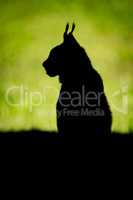 Silhouette of lynx on grass in profile