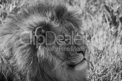 Mono close-up of male lion lying down