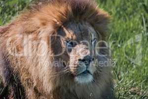 Close-up of male lion lying in grass