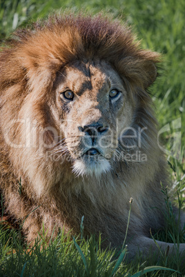 Close-up of male lion looking at camera