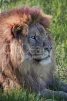 Close-up of male lion lying in field