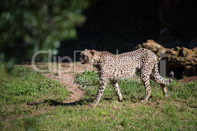 Cheetah walks across dirt path in field