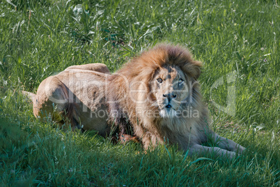 Male lion lying down looks at camera