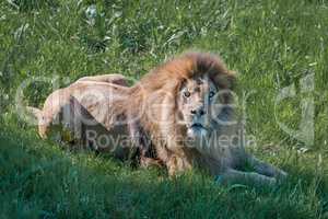 Male lion lying down looks at camera