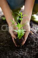 Cropped hands of female planting seedling on dirt