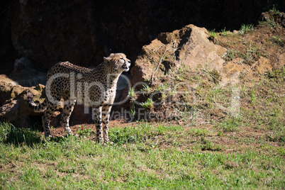 Cheetah stands in field basking in sunshine