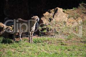 Cheetah stands in field basking in sunshine