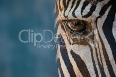 Close-up of right eye of Grevy zebra