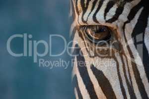 Close-up of right eye of Grevy zebra