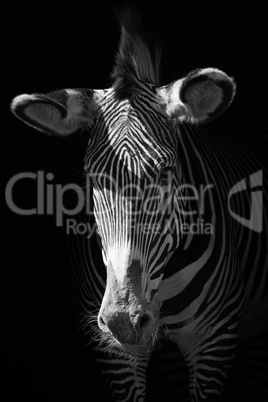 Mono close-up of Grevy zebra in darkness