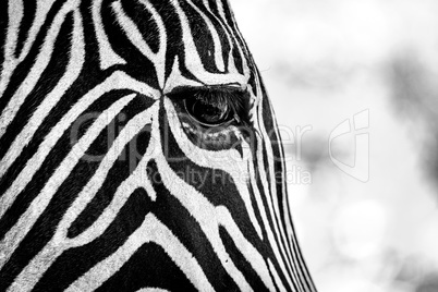 Mono close-up of Grevy zebra right eye