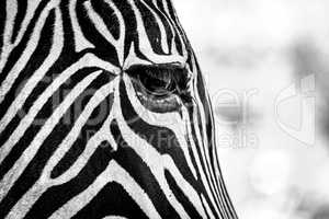 Mono close-up of Grevy zebra right eye