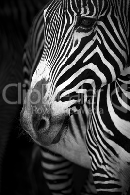 Mono close-up of Grevy zebra turning head