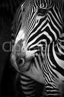 Mono close-up of Grevy zebra turning head