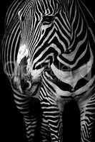 Mono close-up of Grevy zebra from front