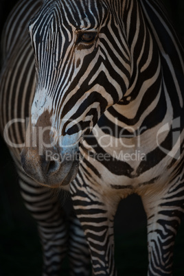 Close-up of Grevy zebra head and legs