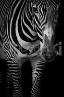 Mono close-up of Grevy zebra lowering head