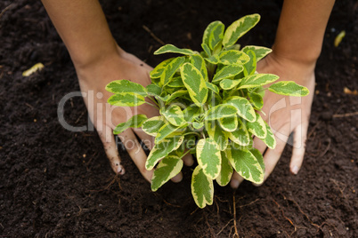 Cropped hands of woman planting on soil