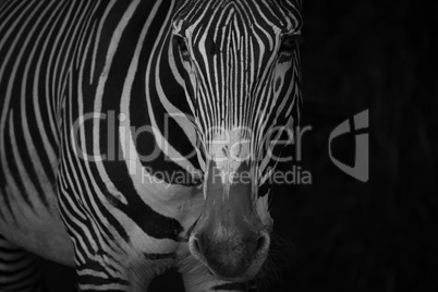 Mono close-up of Grevy zebra in blackness