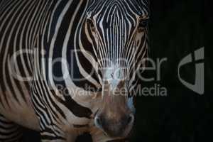 Close-up of Grevy zebra standing in blackness