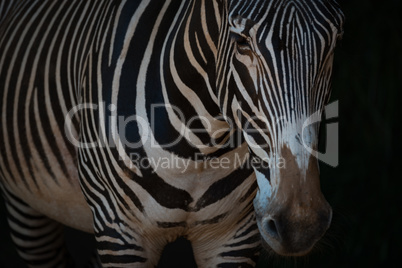 Close-up of Grevy zebra standing in darkness