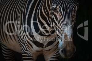 Close-up of Grevy zebra standing in darkness