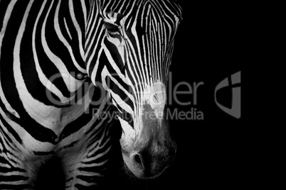 Mono close-up of Grevy zebra in dark