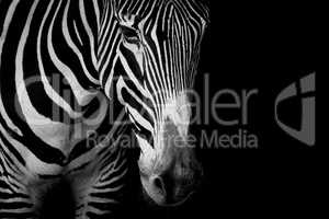 Mono close-up of Grevy zebra in dark