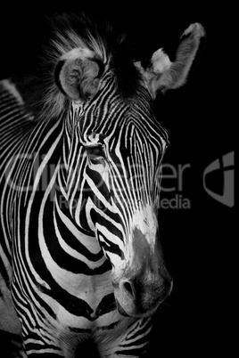 Mono close-up of Grevy zebra looking forwards