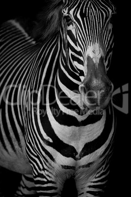 Mono close-up of Grevy zebra lifting head