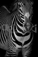 Mono close-up of Grevy zebra lifting head