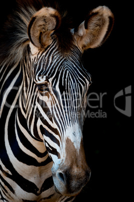 Close-up of Grevy zebra with darkness behind