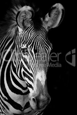 Mono close-up of Grevy zebra facing forward