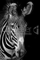 Mono close-up of Grevy zebra facing forward