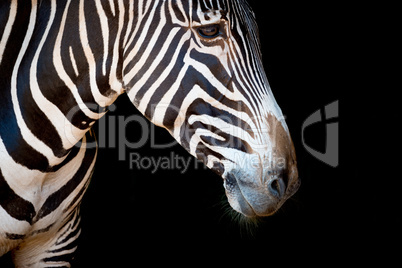 Close-up of Grevy zebra head and neck