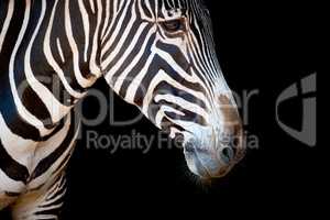 Close-up of Grevy zebra head and neck