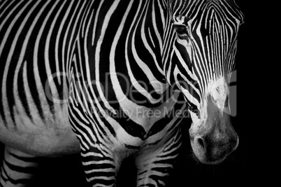 Mono close-up of Grevy zebra looking at camera