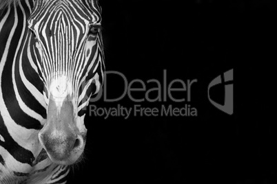 Mono close-up of Grevy zebra staring forward