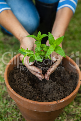 High angle view of senior woman planting seedling in pot
