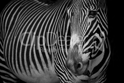 Mono close-up of Grevy zebra with turned head
