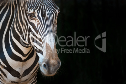 Close-up of Grevy zebra staring forward