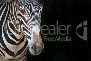 Close-up of Grevy zebra staring forward