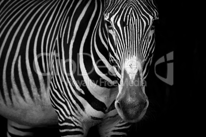 Mono close-up of Grevy zebra standing staring