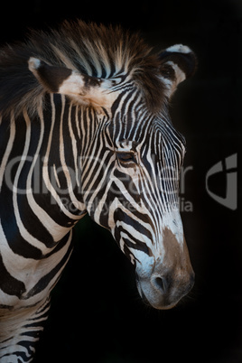 Close-up of Grevy zebra with drooping head