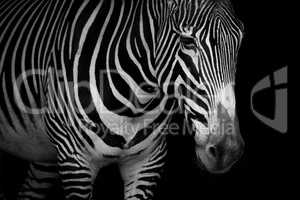 Mono close-up of Grevy zebra looking downwards