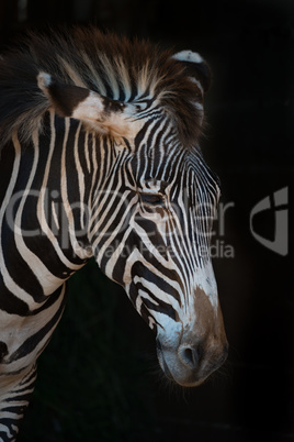 Close-up of Grevy zebra with lowered head