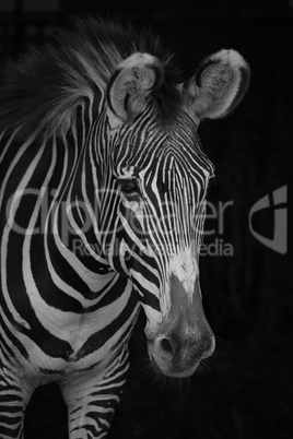 Mono close-up of Grevy zebra facing right