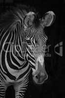 Mono close-up of Grevy zebra facing right