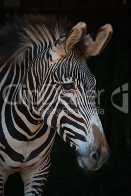 Close-up of Grevy zebra head in darkness
