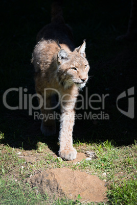 Lynx steps out of shadows on grass